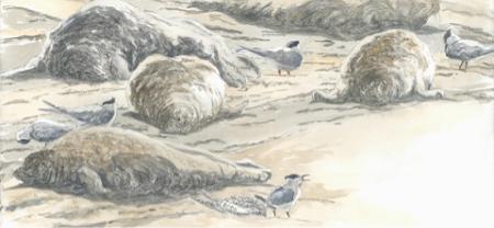 Sæler på Langjord Sæler på Langjord