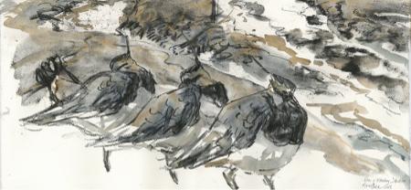 Viber ved Kalvekrog Viber ved Kalvekrog